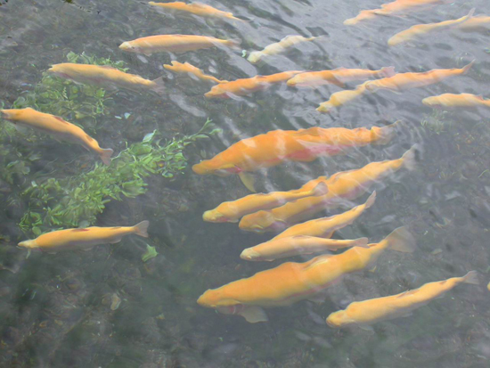 金昌特產(chǎn)——驪靬金鱒魚(yú)