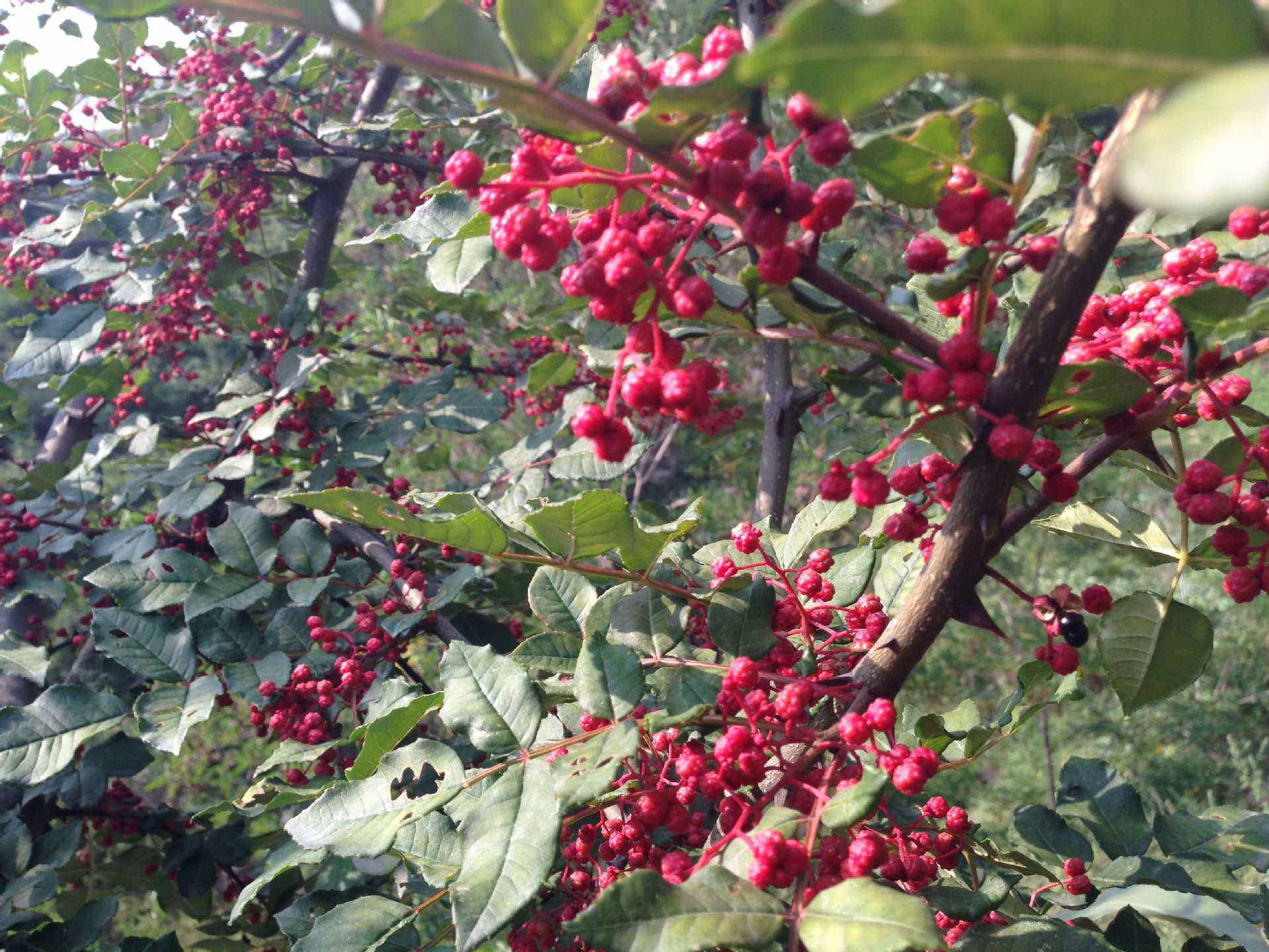 武都“深耕”花椒產業(yè)——麻香味溢滿小康農家