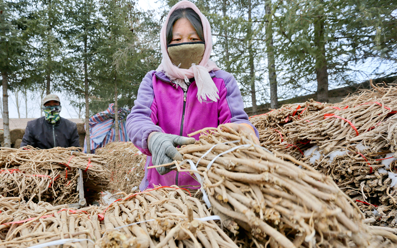 甘肅民樂(lè)：扶貧車(chē)間復(fù)工保增收 群眾脫貧有指望（組圖）