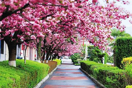 【印象隴原】去兩當(dāng)，與櫻花赴約