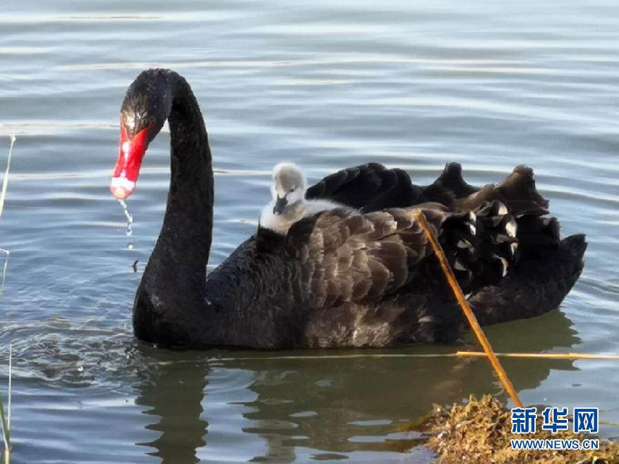 萌化了！黑天鵝寶寶出窩“游湖”