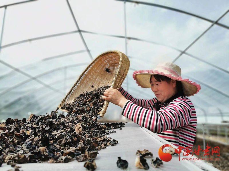 康縣：木耳菌袋結(jié)出脫貧致富的“幸?；ā?>
        </a><em>康縣：木耳菌袋結(jié)出脫貧致富的“幸?；ā?/em></li>
    <li><a  target=