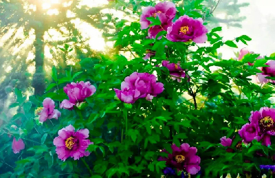 【“甘味”故事】“百花王”駕到！國色傾城正當時