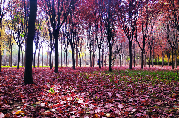 【“醉”美深秋 】深秋，請(qǐng)到蘭州這片紅葉林里走走