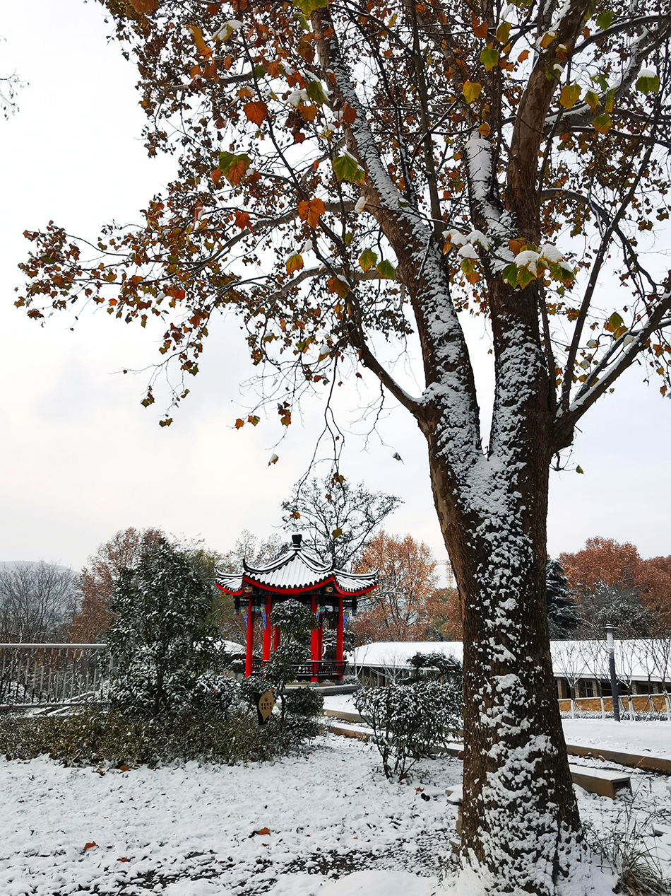 高清大圖|天水弘文園初雪，你喜歡嗎？