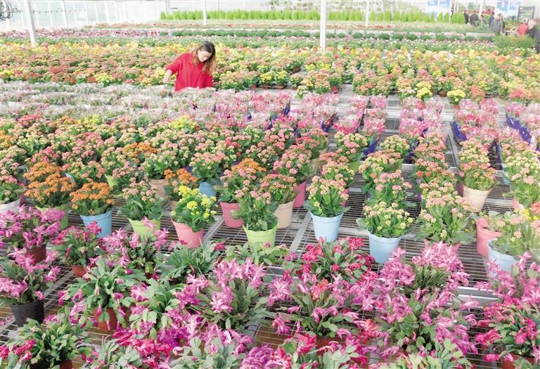臨夏縣20多萬株水仙花、杜鵑、蝴蝶蘭等60多種花卉競相綻放