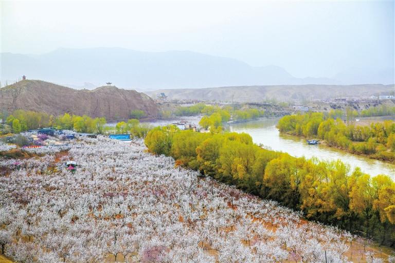 甘肅旅游丨唐汪杏花開 楚楚等君來 在這里賞花看丹霞，美哉！