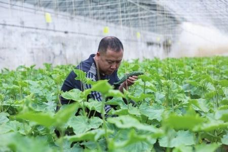 “栽種的是菜苗，收獲的是希望！”——隴南兩當縣豆坪村蔬菜種植見聞