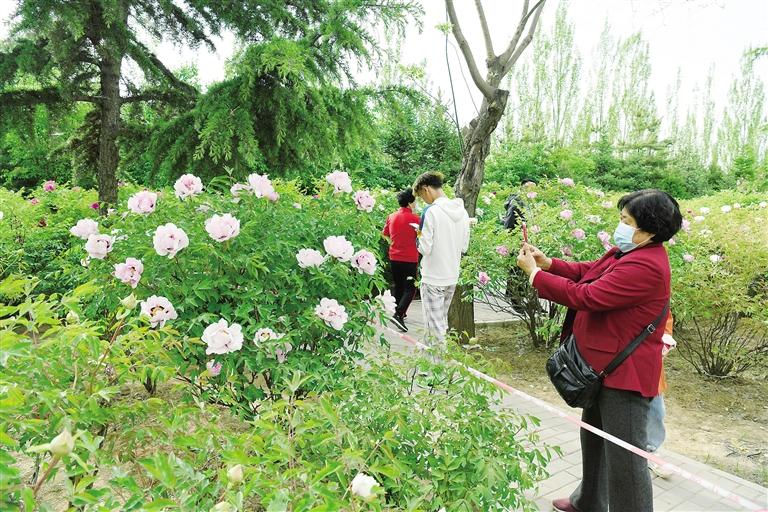 臨夏市北濱河路60里牡丹長(zhǎng)廊里不同品種、顏色各異的牡丹花爭(zhēng)奇斗艷