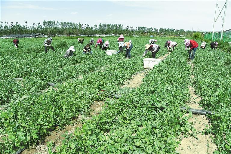 臨夏縣百益現(xiàn)代農(nóng)業(yè)公司種植的500多畝豌豆苗、甜豆等進(jìn)入豐產(chǎn)期