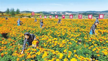天水清水縣松樹(shù)鎮(zhèn)3000畝萬(wàn)壽菊進(jìn)入盛花期