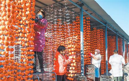 平?jīng)鍪袥艽h柿柿紅種植農(nóng)民專(zhuān)業(yè)合作社社員在晾曬柿餅