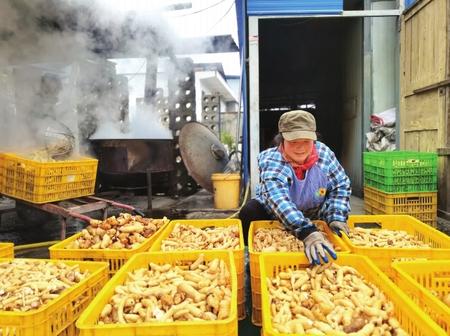 村民在康縣陽壩鎮(zhèn)陽壩村天麻種植大戶胡國強家加工天麻。