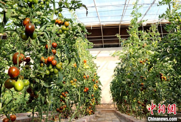 12月14日，甘肅省武威市民勤縣紅旗谷現(xiàn)代農業(yè)產業(yè)園，溫棚內“水果西紅柿”長勢良好?！●R愛彬 攝