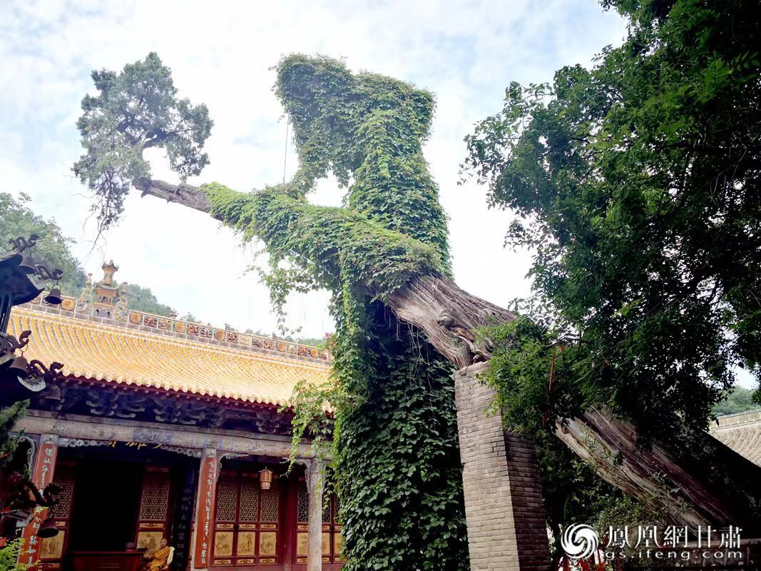 “山頭南郭寺，水號北流泉。老樹空庭得，清渠一邑傳。”杜甫詩中的“老樹”，指的就是這株春秋古柏，為南郭寺的“鎮(zhèn)寺之寶”。胡江 攝