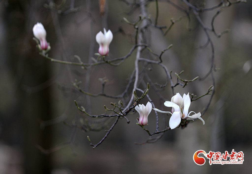 【百花綻放秀甘肅】玉蘭花開(kāi)時(shí) 蘭山賞花海