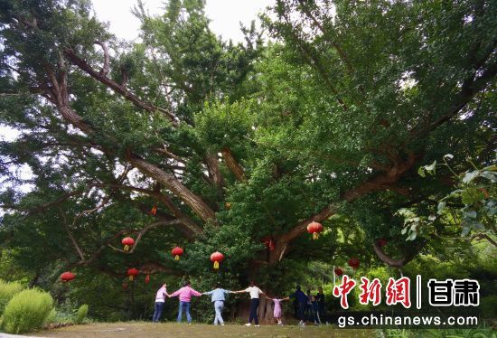 隴南徽縣境內(nèi)最古老的銀杏樹。當(dāng)?shù)貍髡f，它已有千年樹齡。（資料圖）殷春永 攝