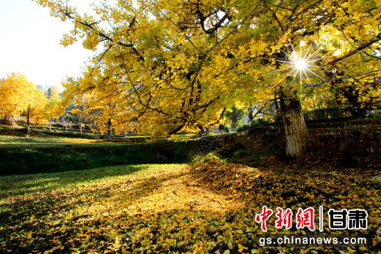 隴南徽縣銀杏樹最美的時候，當(dāng)屬每年的10月至11月。圖為樹葉已染黃的銀杏樹。張承榮 攝