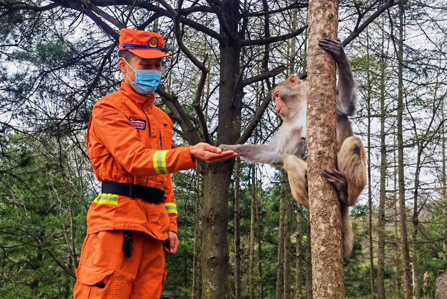 【甘快看】嗨！你好！甘肅隴南森林消防員巡護(hù)途中偶遇野生獼猴群