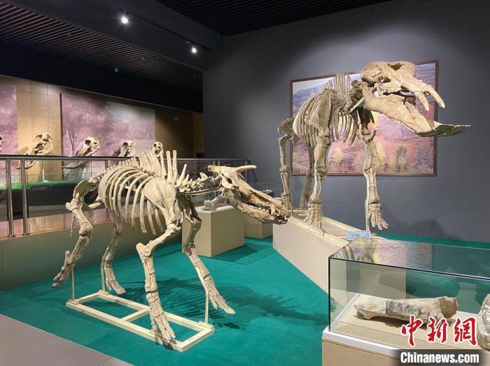 圖為5月底，和政縣古動物化石博物館內(nèi)修復后的古生物化石。　高展 攝