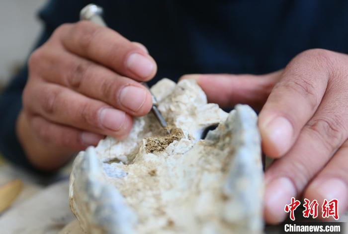 2022年6月，在和政古動物化石博物館內(nèi)，古生物化石修復(fù)師對化石進行修復(fù)。(資料圖) 高展 攝
