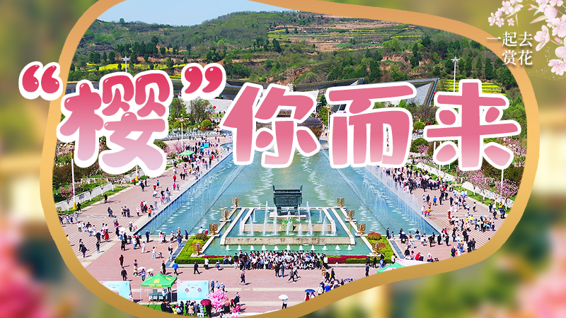 海報|春色爛漫，一組海報“云賞”櫻花盛開