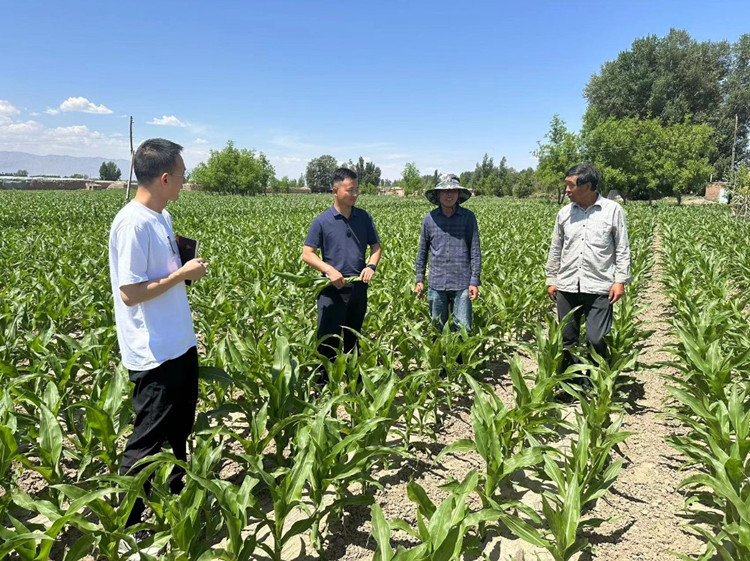 臨澤縣蓼泉鎮(zhèn)紀(jì)委工作人員深入田間地頭，現(xiàn)場(chǎng)了解玉米制種長(zhǎng)勢(shì)和產(chǎn)業(yè)發(fā)展情況。.jpg
