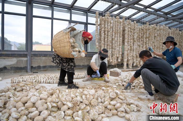 5月10日，甘肅省甘南藏族自治州迭部縣一青稞酒廠，工作人員用青稞面和青稞草等制成的曲坯用繩子串起來，方便掛起來曬干。九美旦增　攝