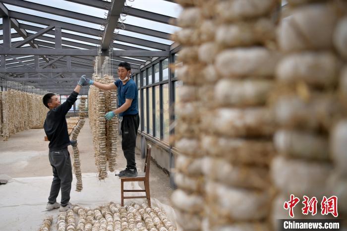 圖為5月10日，工作人員將用青稞面和青稞草等制成的曲坯用繩子串起來晾曬。九美旦增　攝