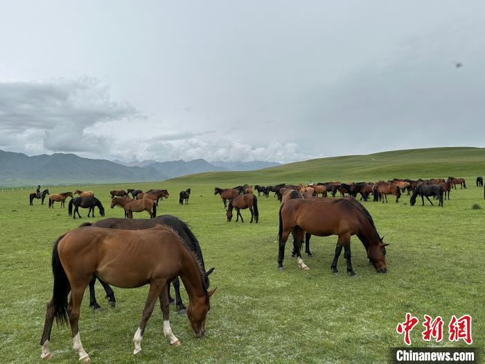7月中旬，在山丹馬場(chǎng)草原上吃草的“山丹馬”?！〈魑牟?攝