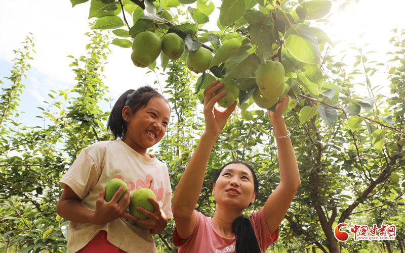 早酥梨豐收采摘忙