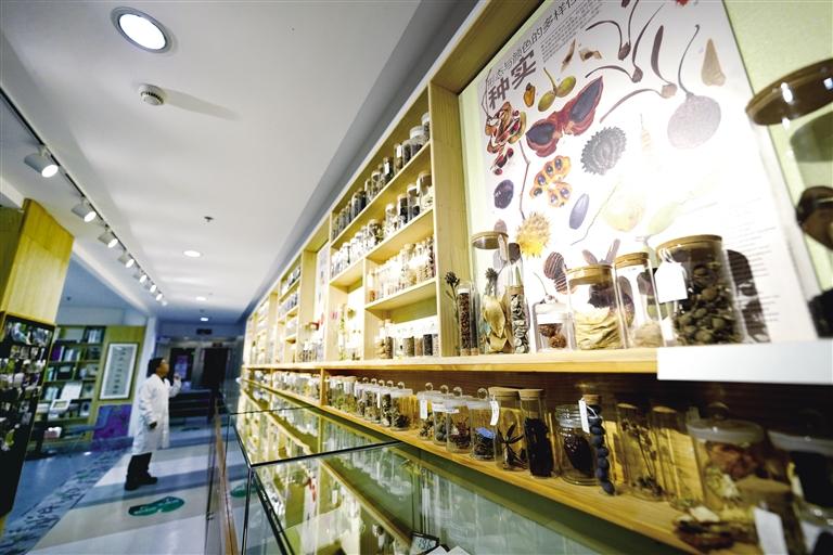 國家重要野生植物種質(zhì)資源庫辰山中心種子存量突破一億粒