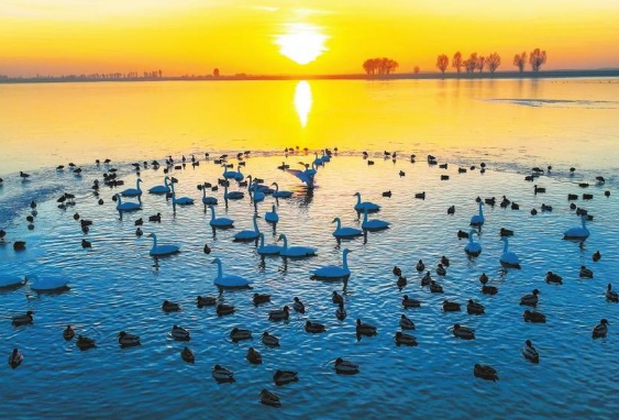 金塔：候鳥翔集生態(tài)美